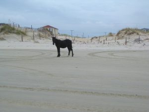corollahorses1