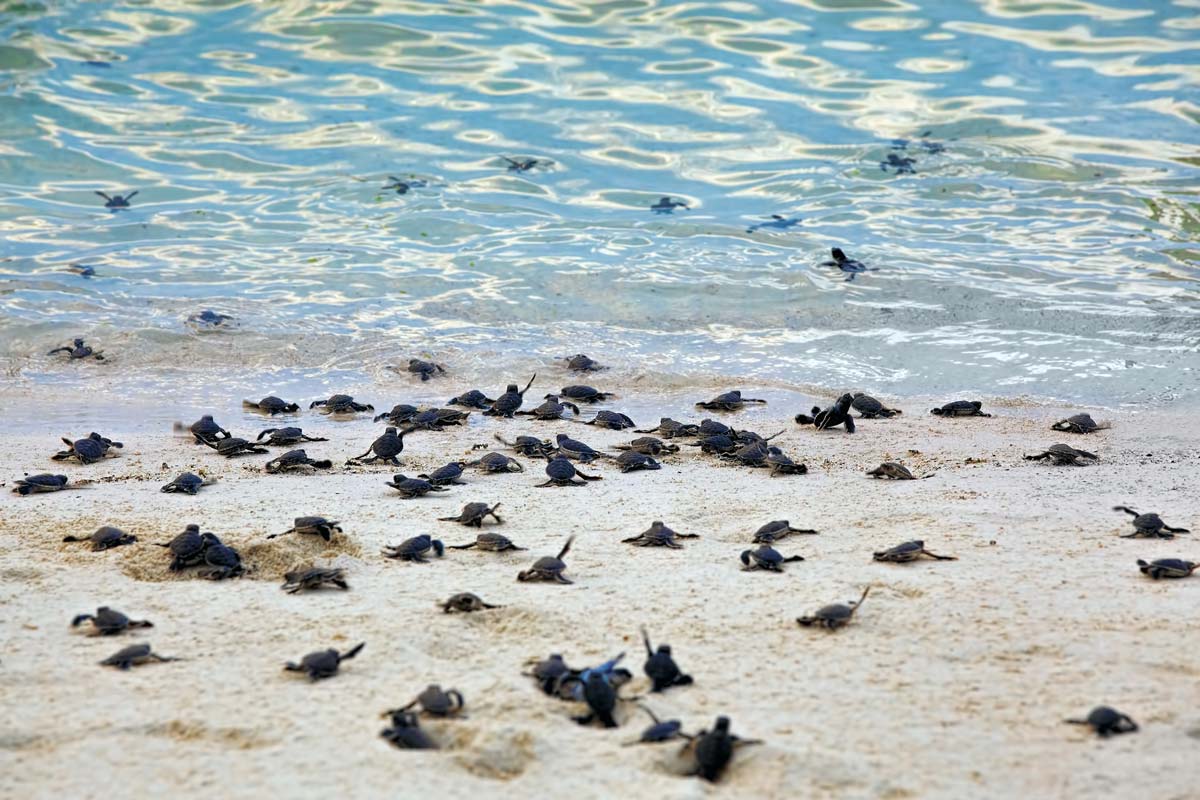sea turtle conservation