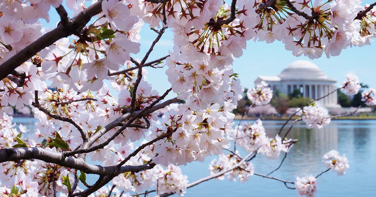 washington dc cherry blossoms