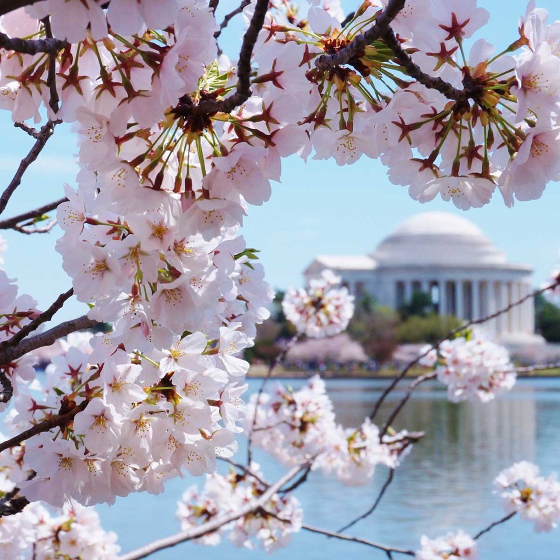 Our favorite Spring Destinations DC