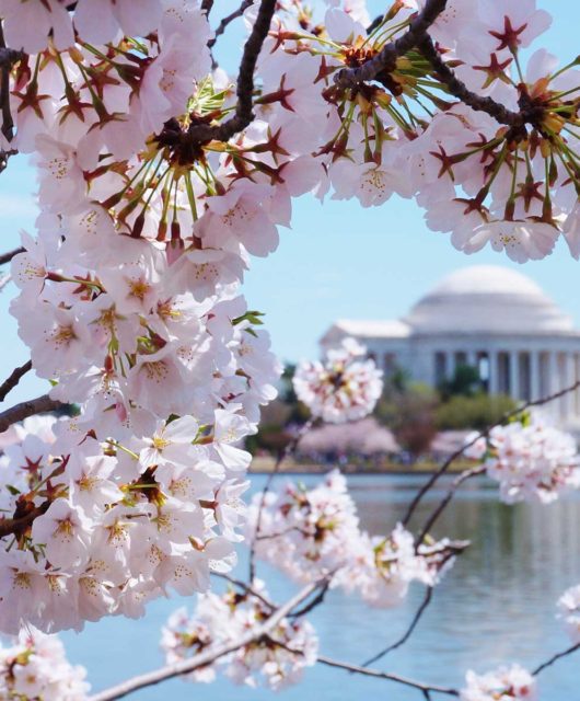 Our favorite Spring Destinations DC