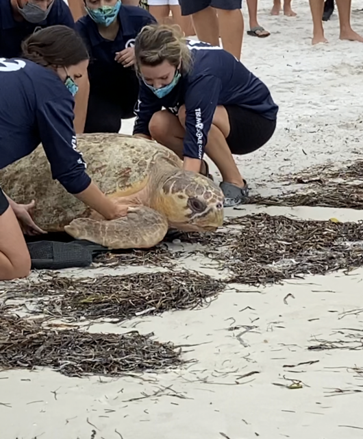 Sea Turtle Release