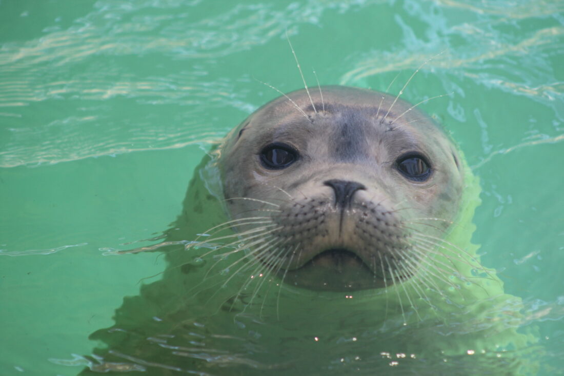 marine mammal care center