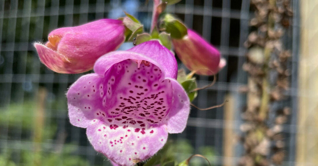 Flowers from Garden