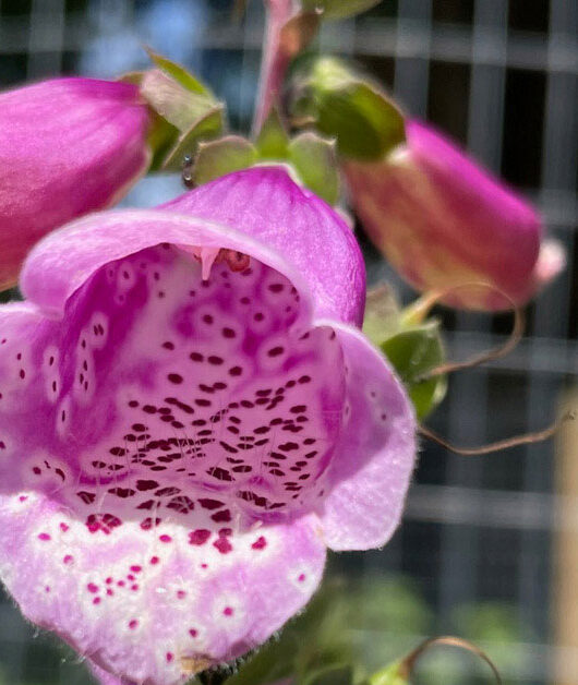 Flowers from Garden