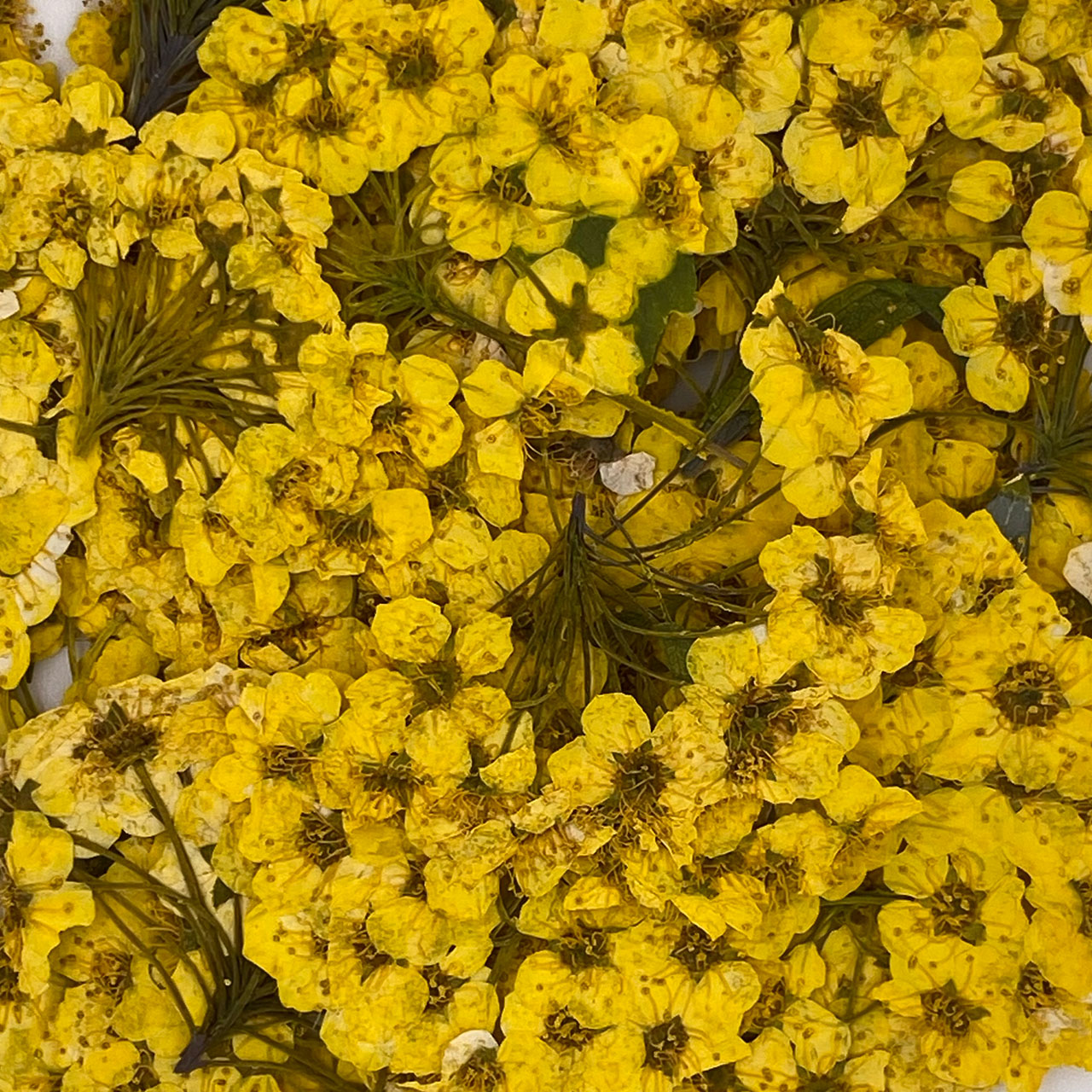 Close-up shot of yellow daffodil flowers