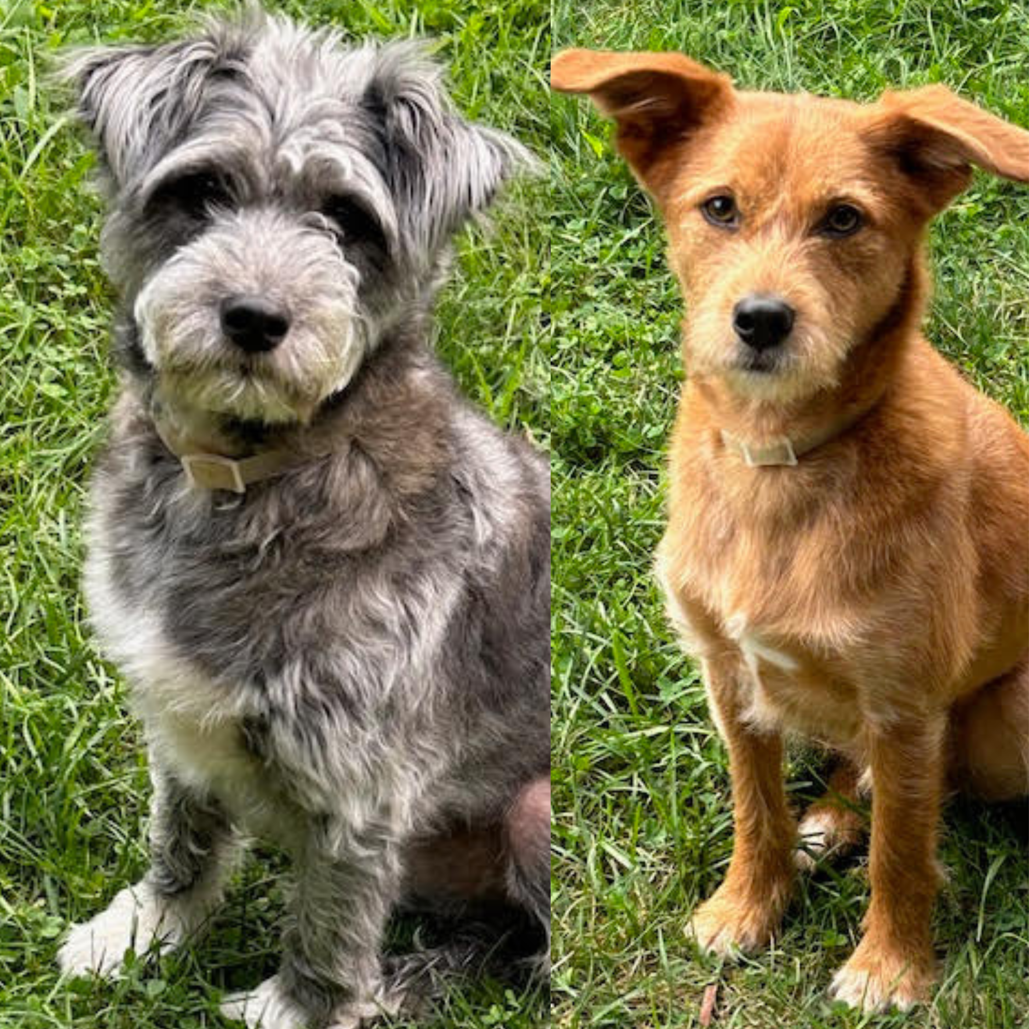 Daisy's two dogs Canelo & Oreo.