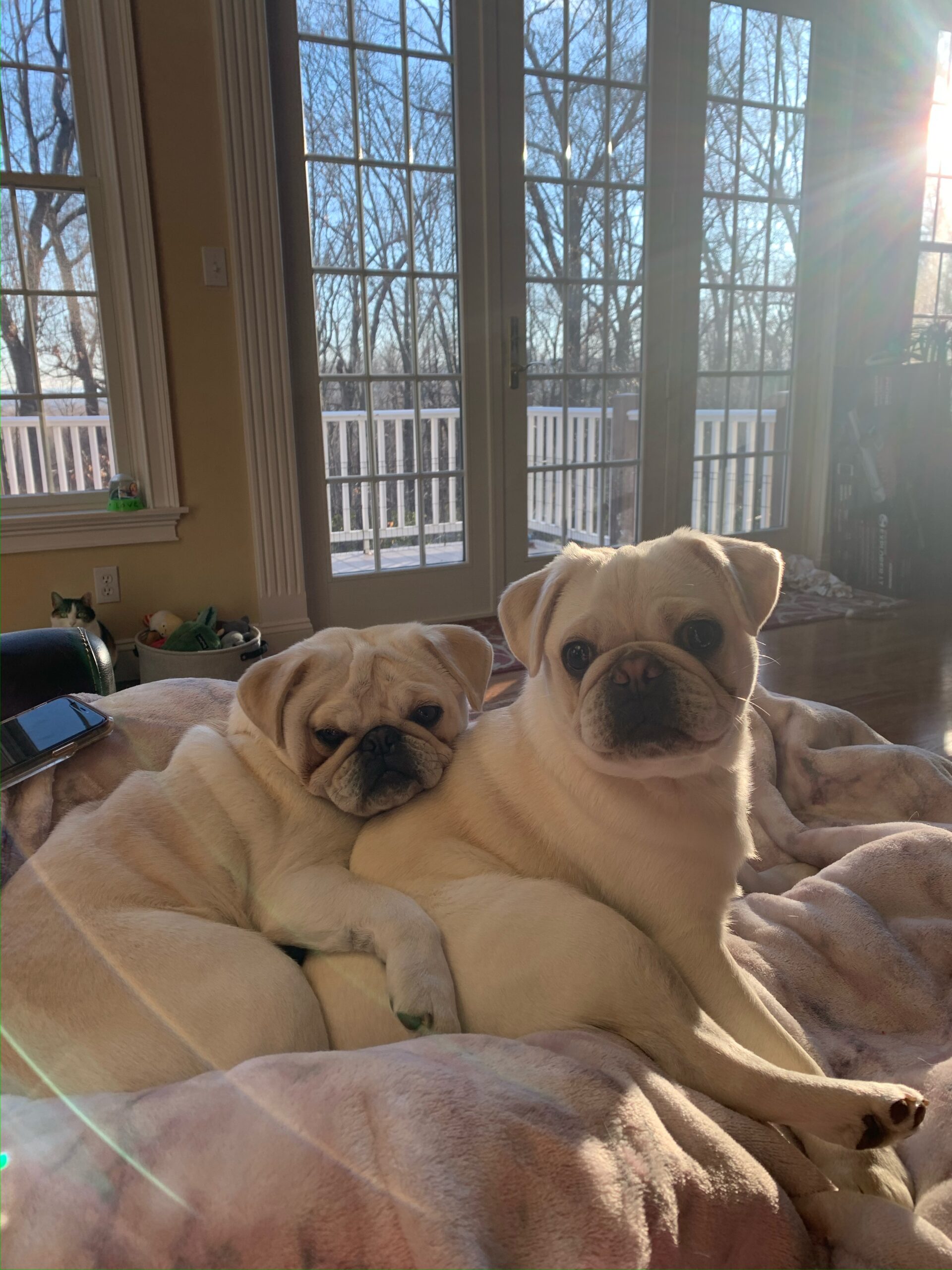 Ally's two white pugs Sir Walter and Lord Stanley.