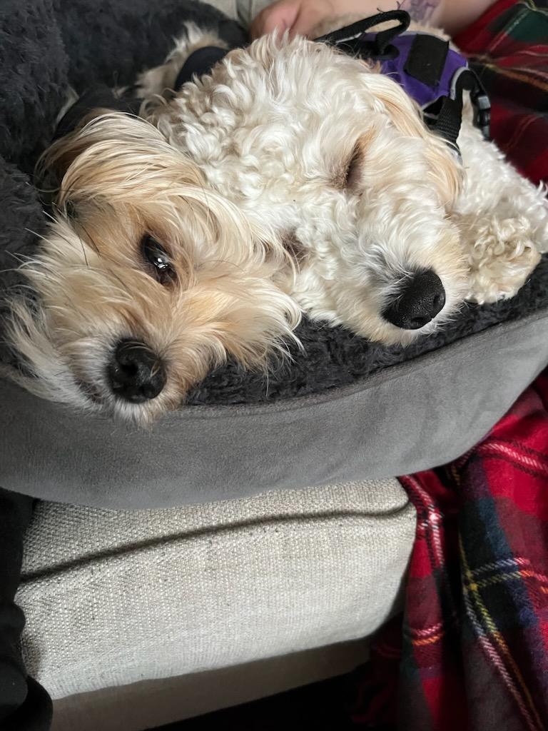 Two dogs on couch sleeping, Zelda & Nik Fury.