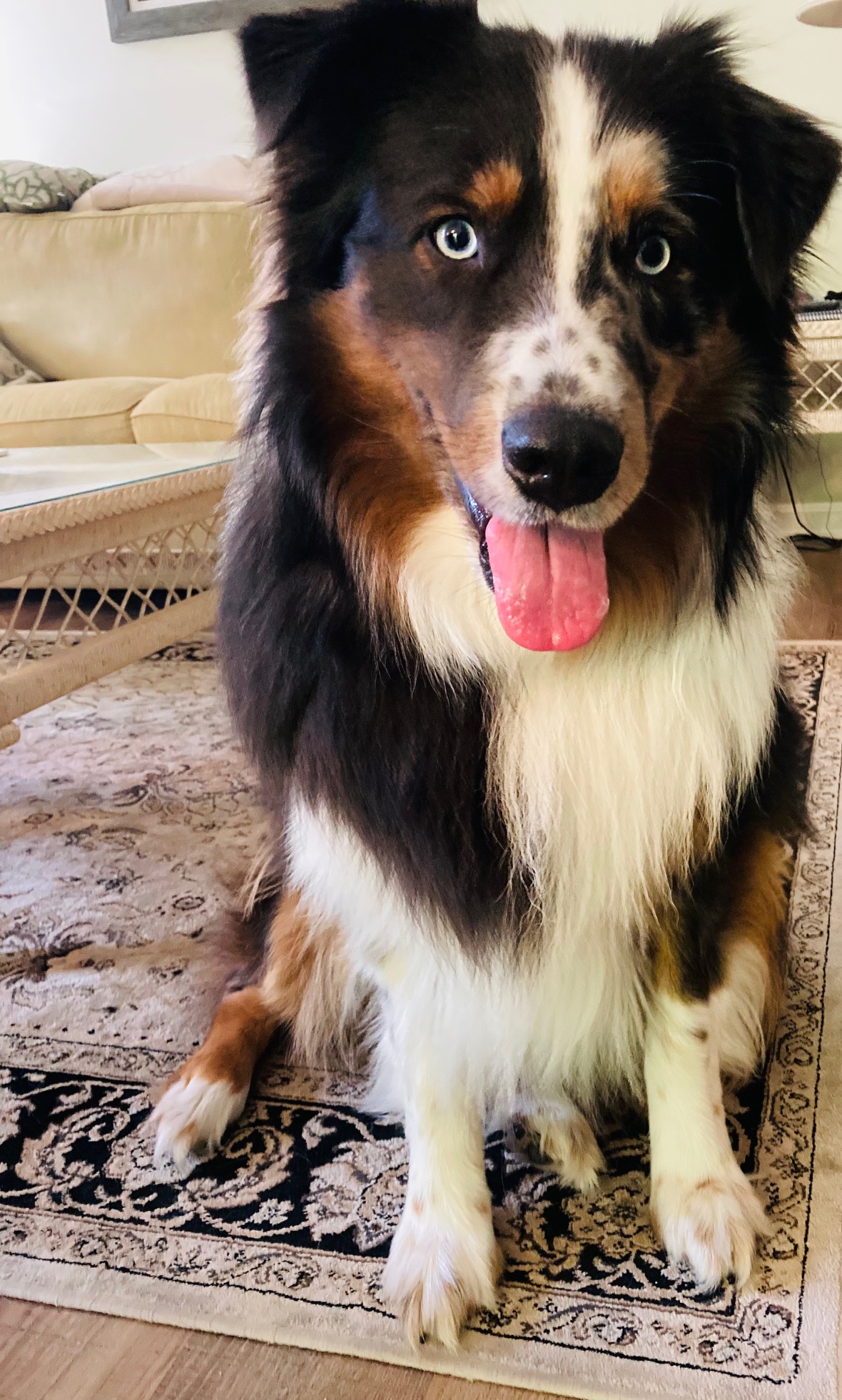 Jenny's dog Ace