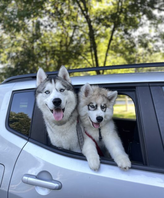 Maggie's huskies Poseidon & Kratos in window of back car seat looking out.