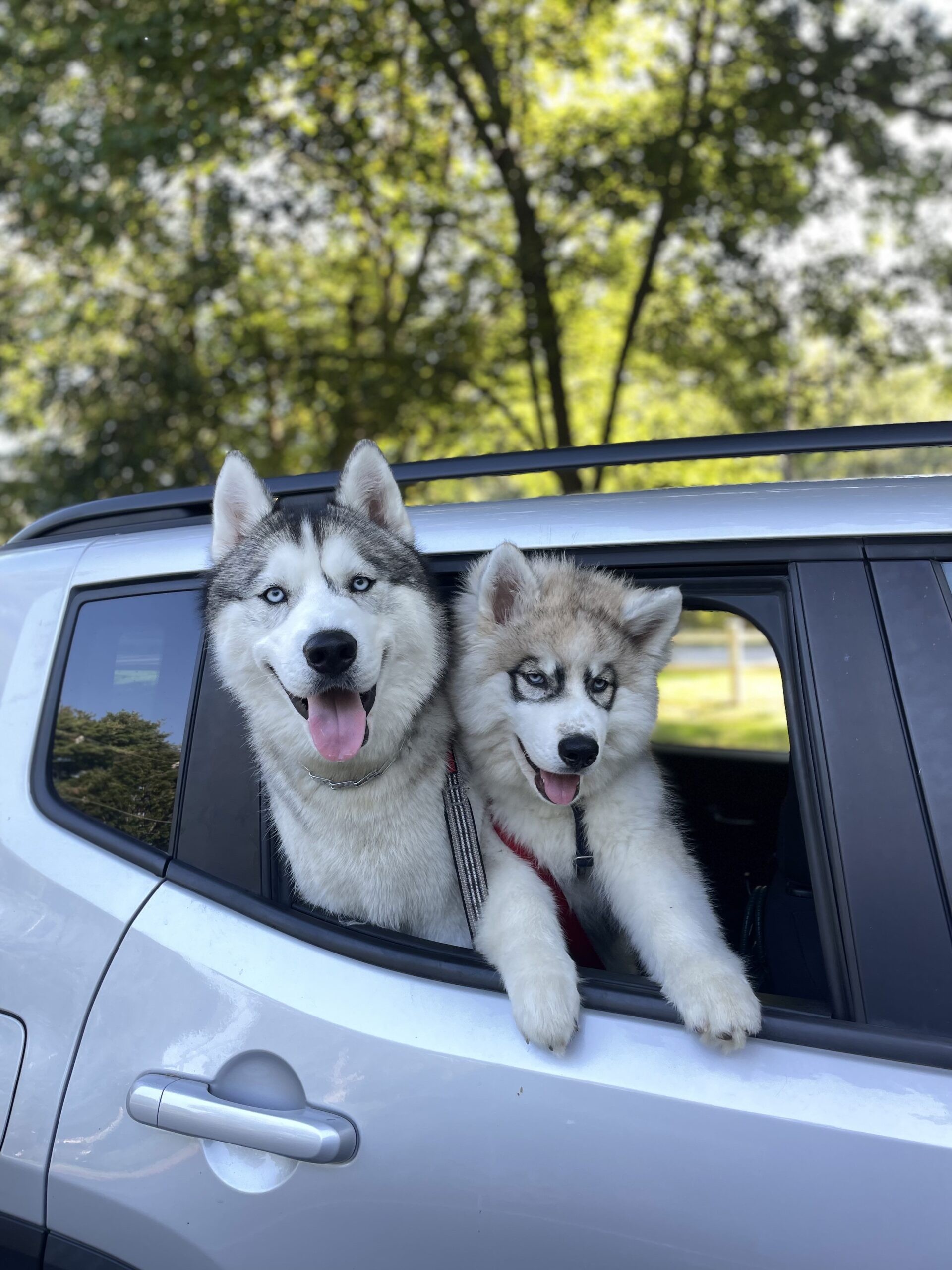 Maggie's husky dogs Poseidon & Kratos in window of backseat of car.