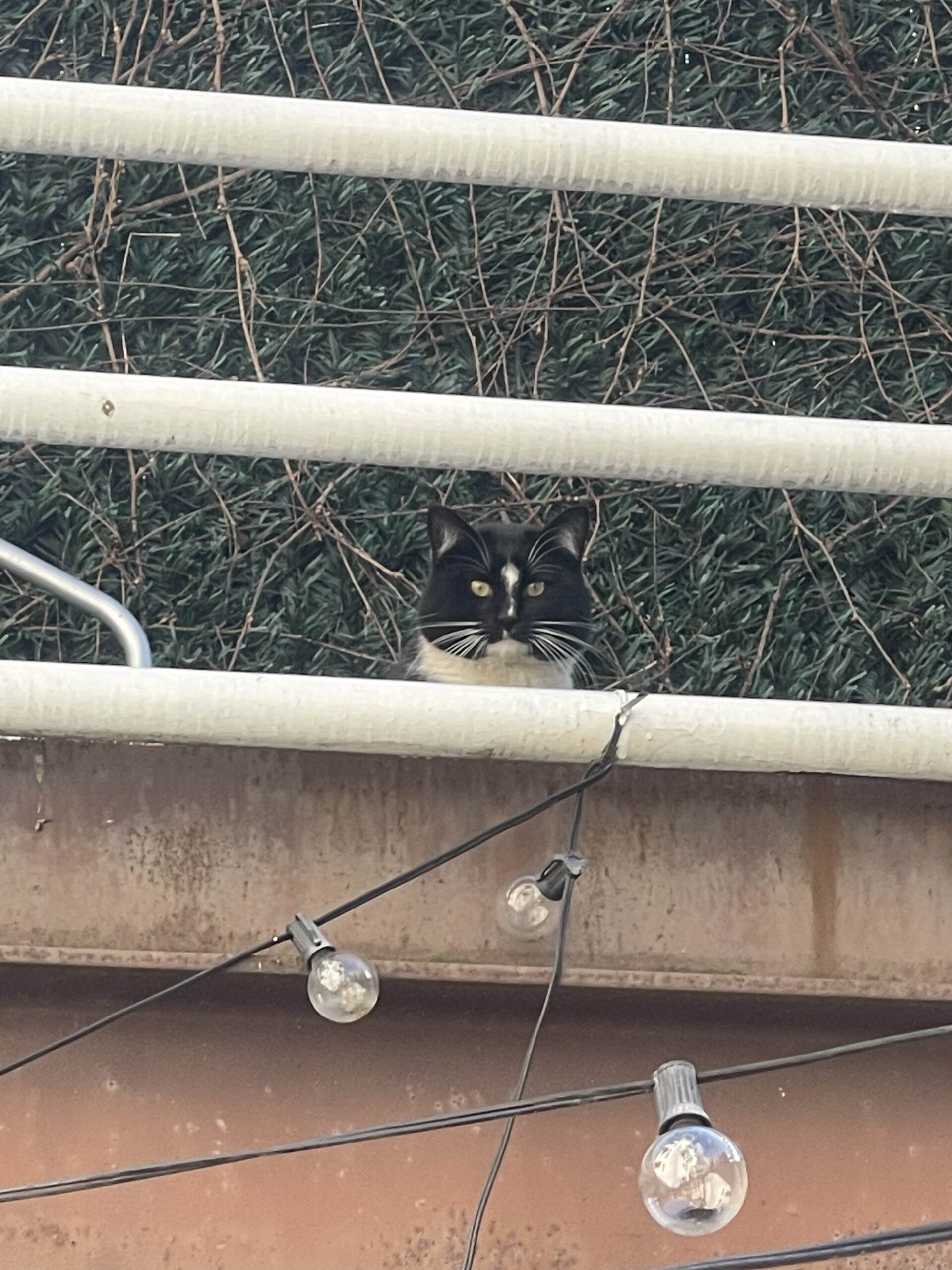 Mr. Weedy a stray cat who comes to visit