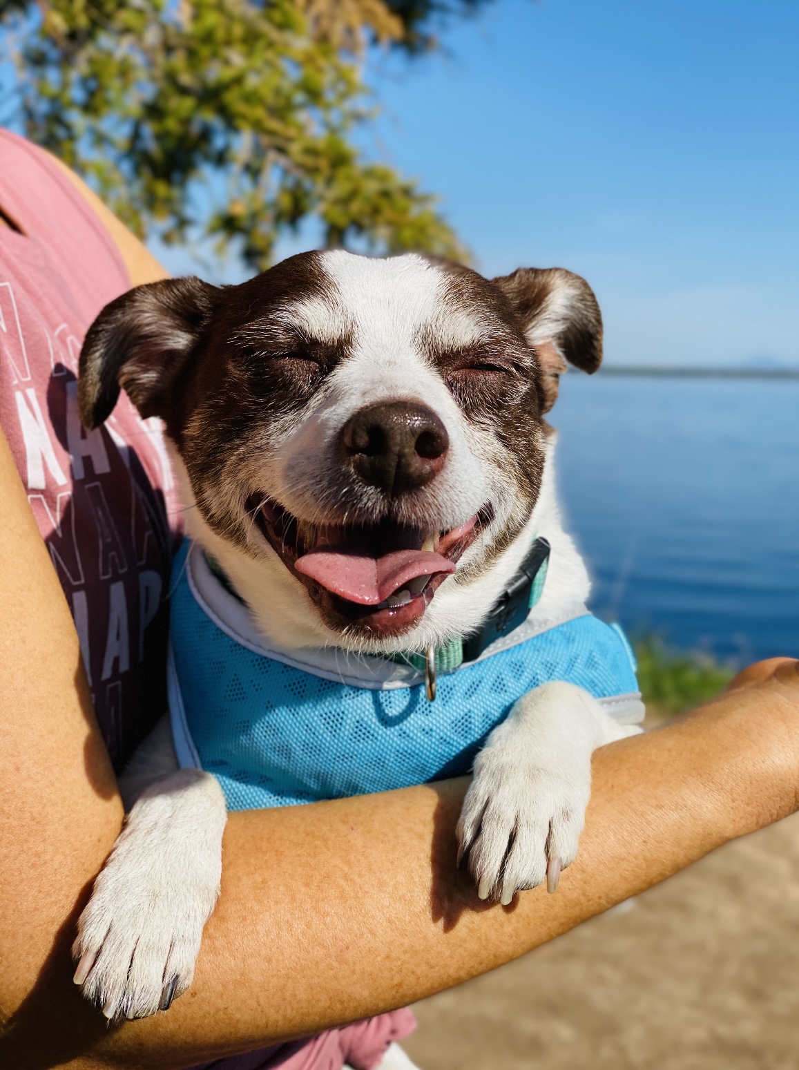 Jami's dog Mack smiling, in the background is a blue lake