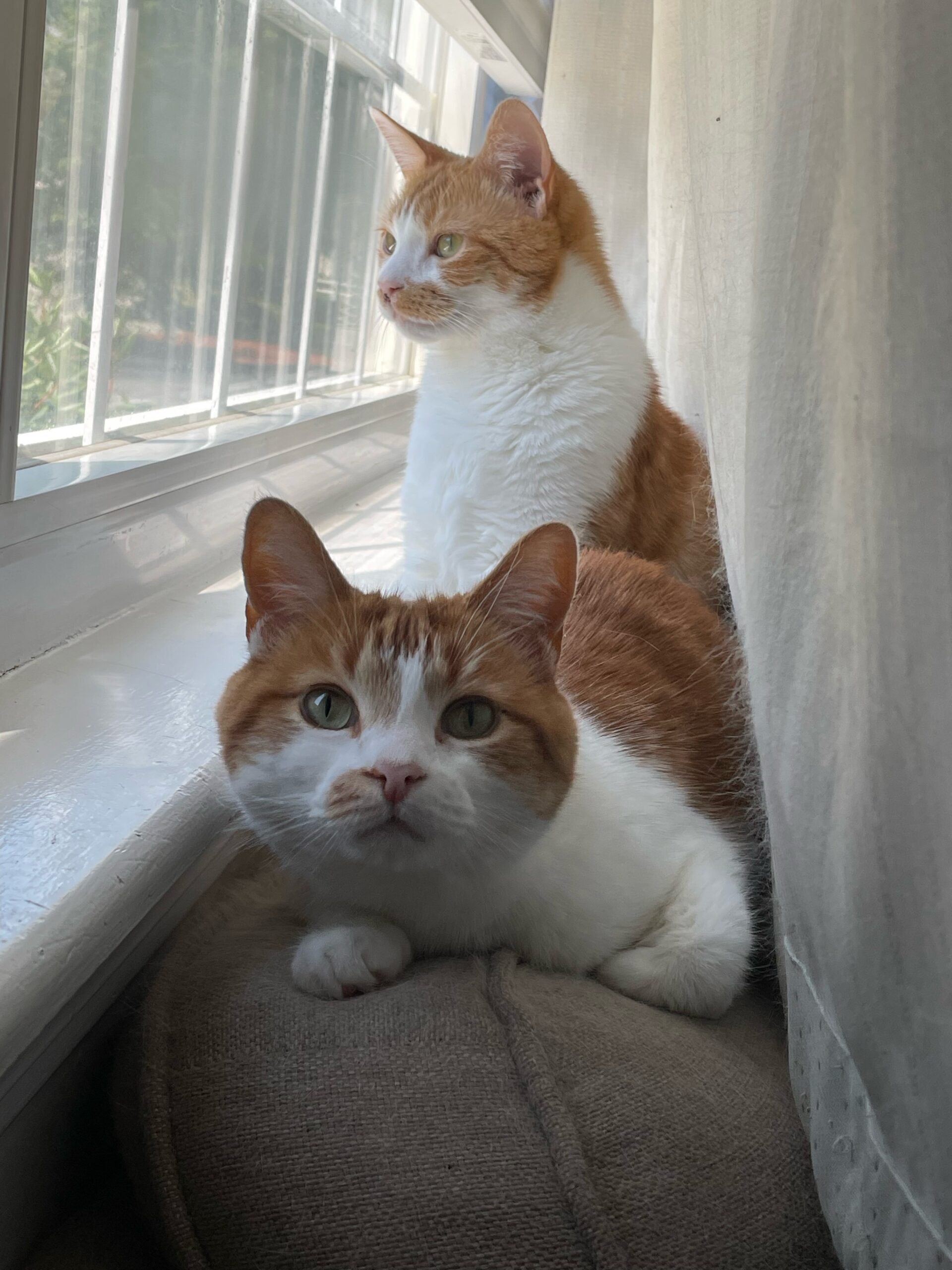 Two white and orange cats, Peaches & Pinecone, looking into camera and out window.