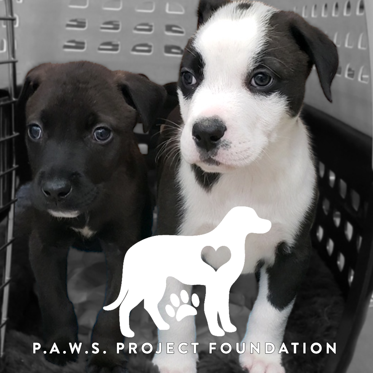 P.A.W.S. Project poster for this pet NGO.
