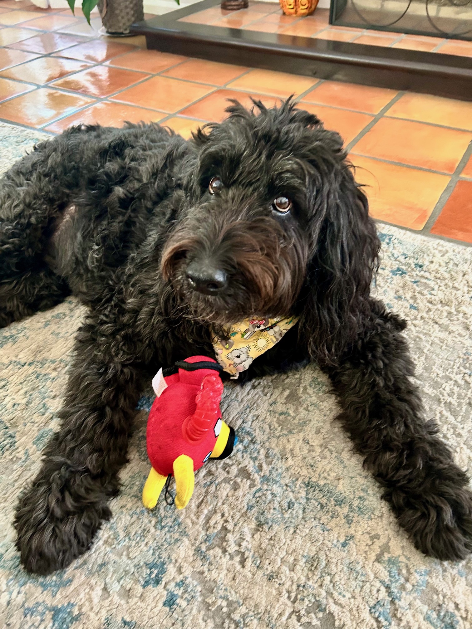 Messi the Labradoodle dog.