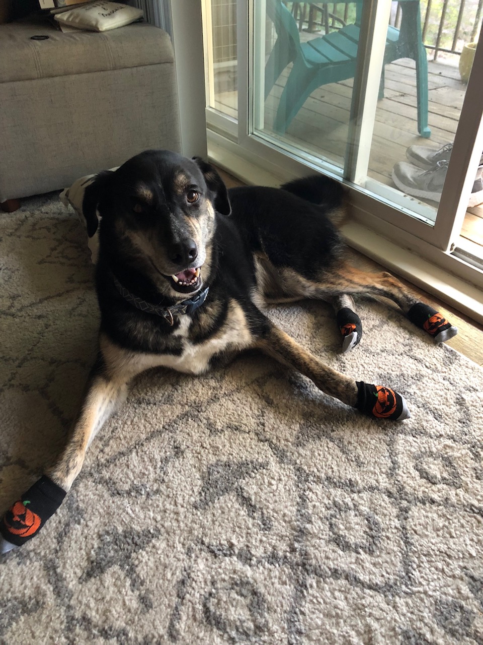Dog named Koolie is on the floor in her little dog shoes and smiling at the camera.