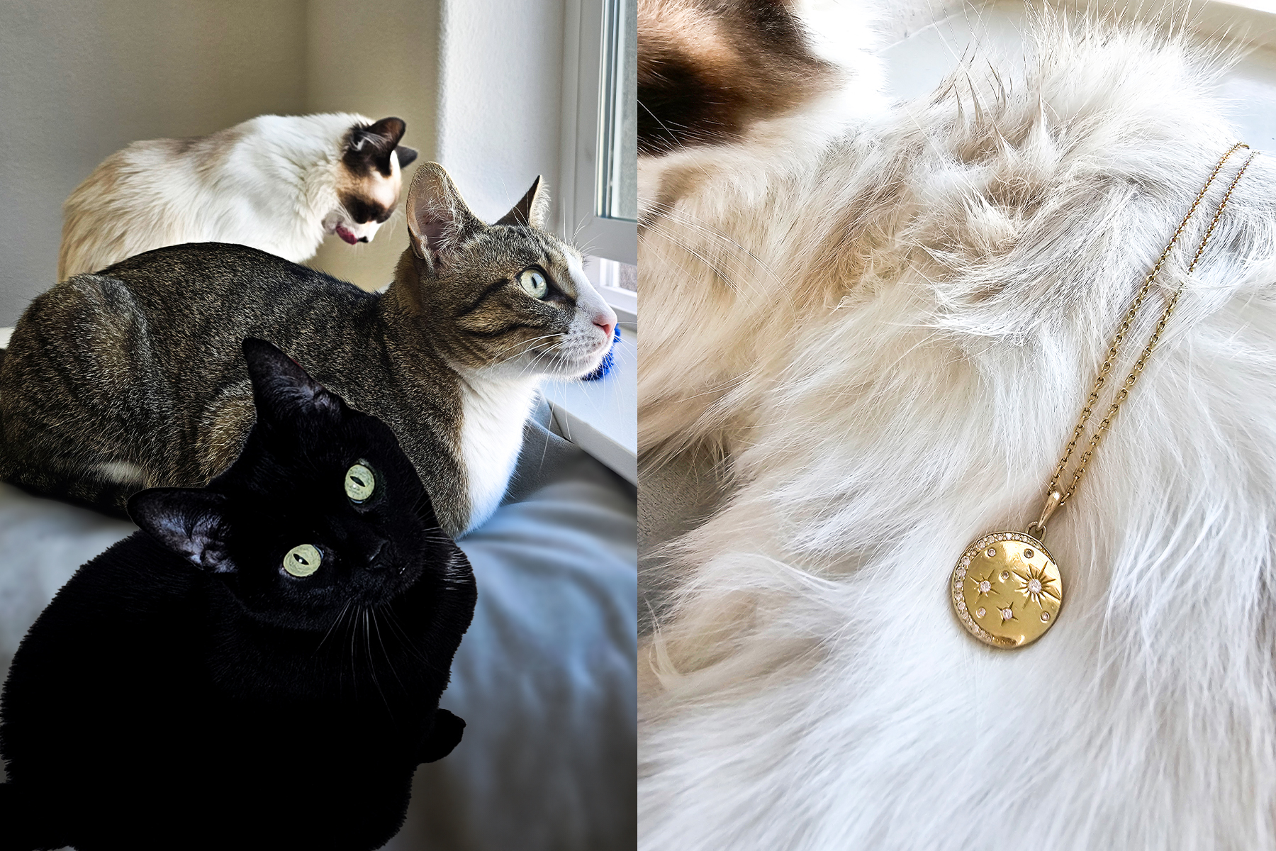 Katherine's three cats Peppermint, Via & Koshka and the Cosmos Necklace.