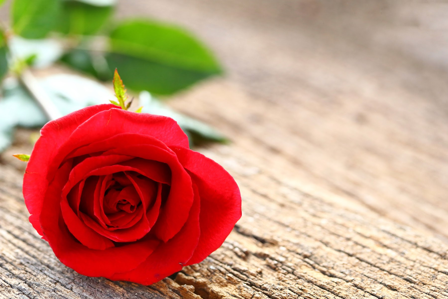 Kentucky Derby red roses can be added to Dune Jewelry's personalized silver and gold jewelry designs. Find them at our retailer Clay & Cotton in Louisville.