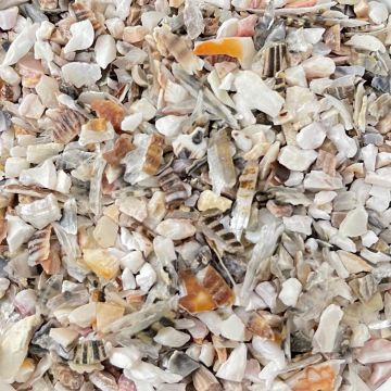 Shells from Hawaii